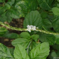 Stachytarpheta cayennensis (Rich.) Vahl